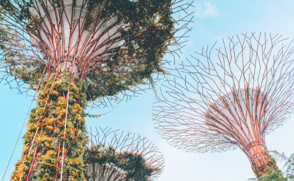 A view of the Gardens in the bay in Singapore from the ground